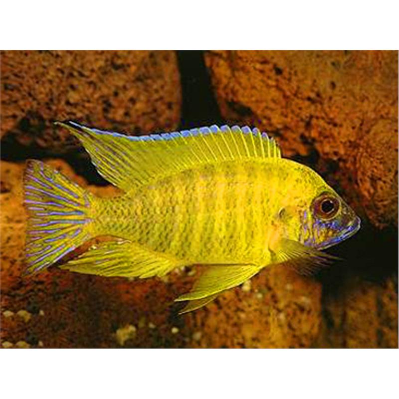 Aulonocara maleri - imagine 3